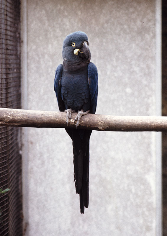 Lear's macaw at the original Birdland 1973