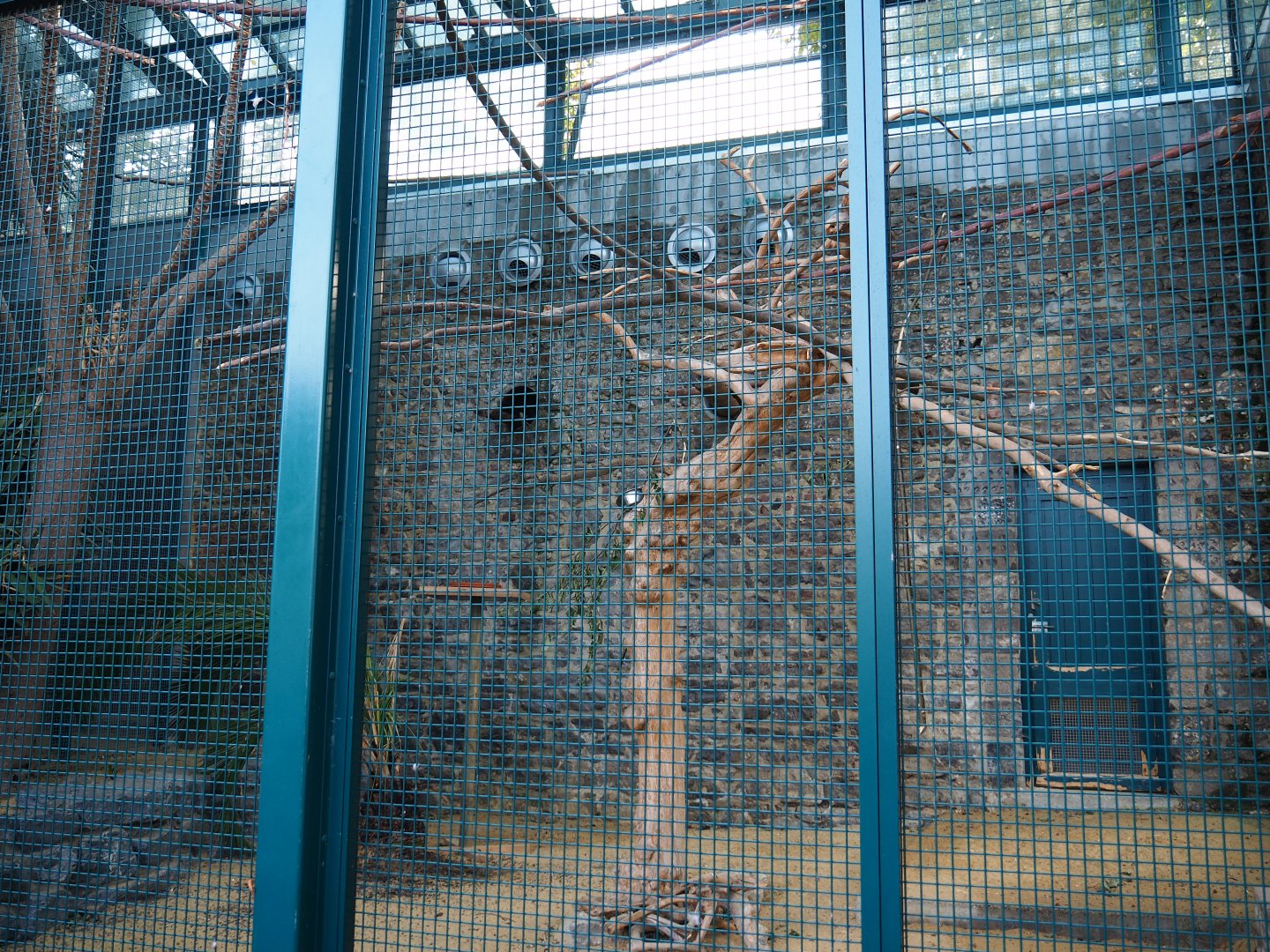 Lear's macaw aviary, 2019-10-04