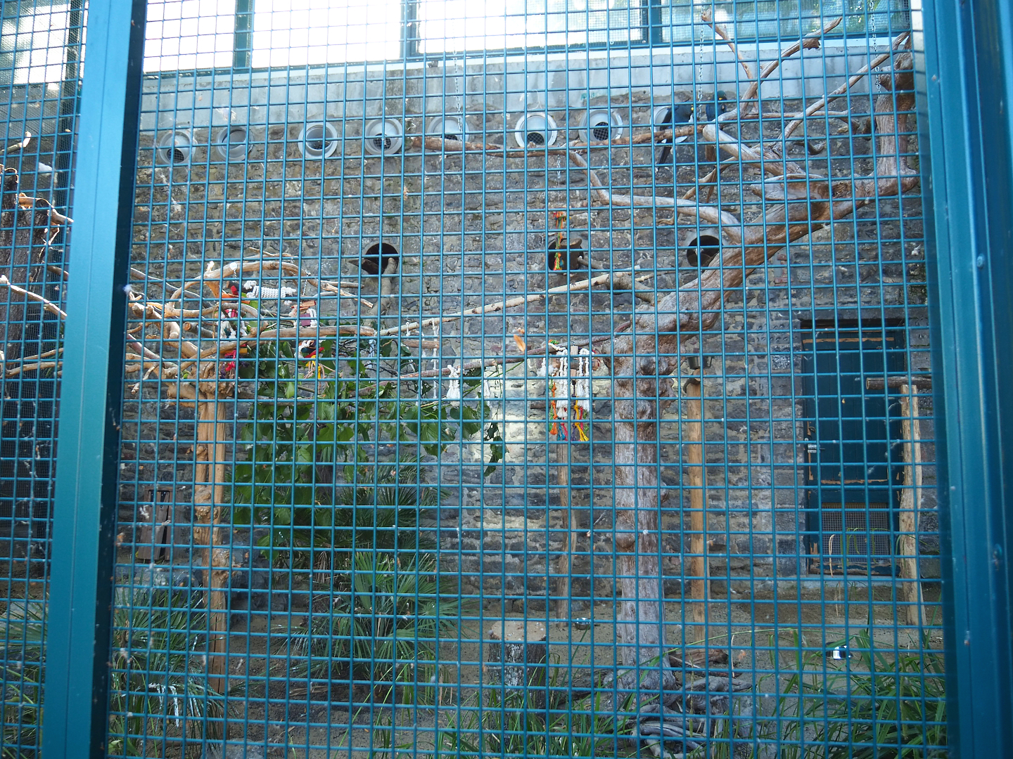 Lear's macaw aviary, 2022-06-28