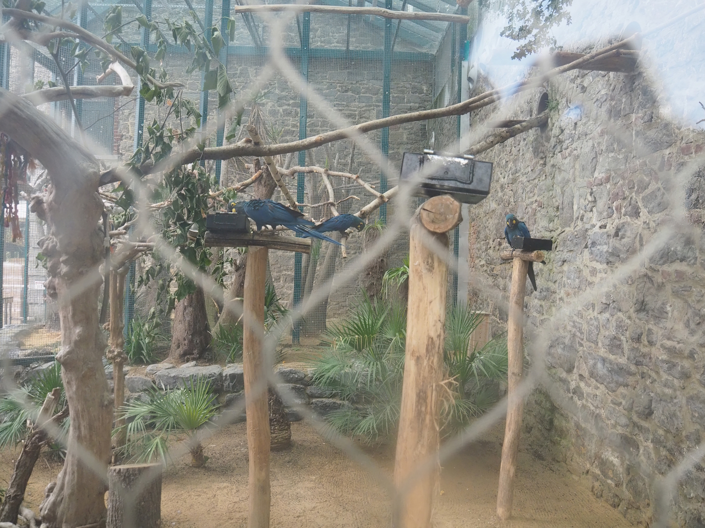 Lear's macaw aviary, 2023-10-13