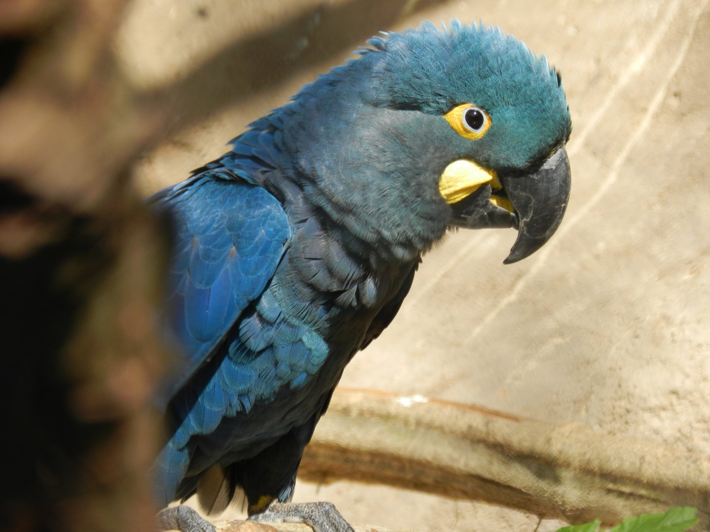 Lear's macaw - Belo Horizonte zoo