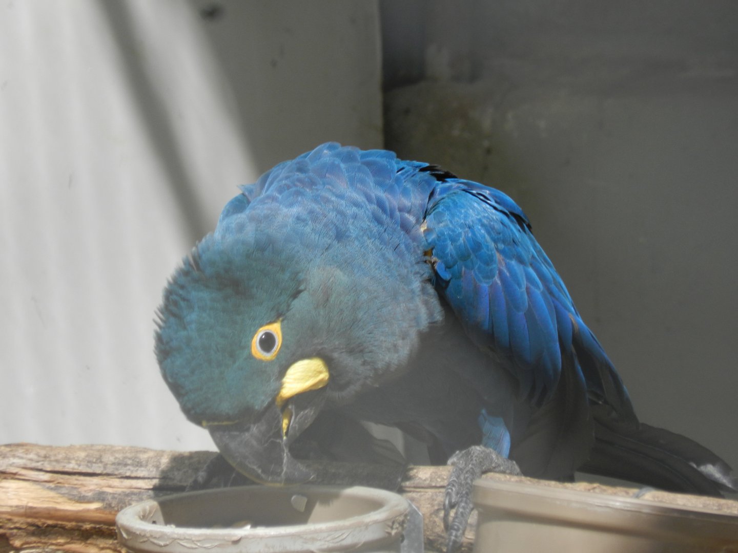 Lear's macaw - Belo Horizonte zoo