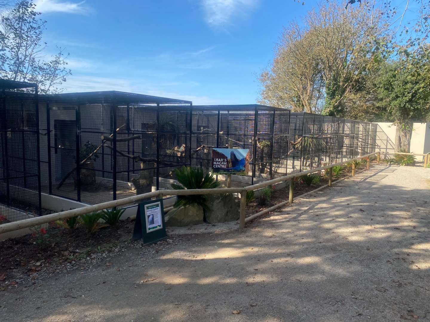 Lear’s macaw Centre 081023