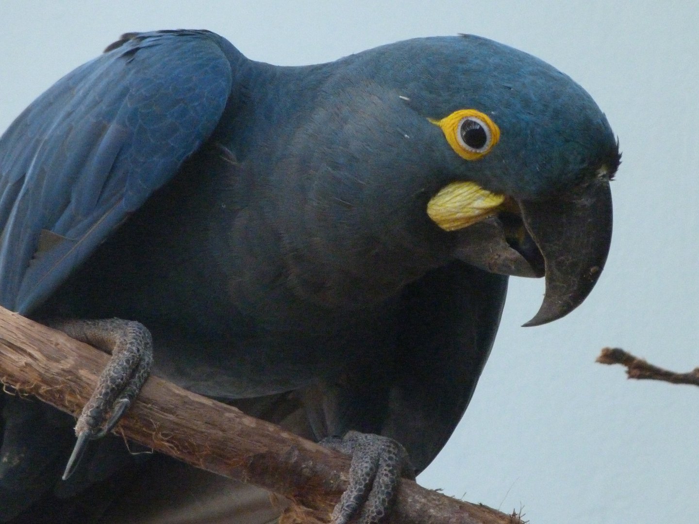 Lear's macaw -Zoo Praha (2025)