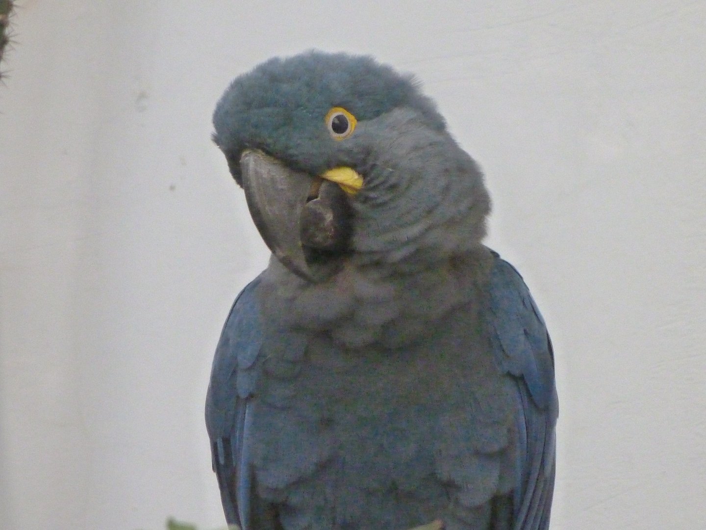 Lear's macaw -Zoo Praha (2025)