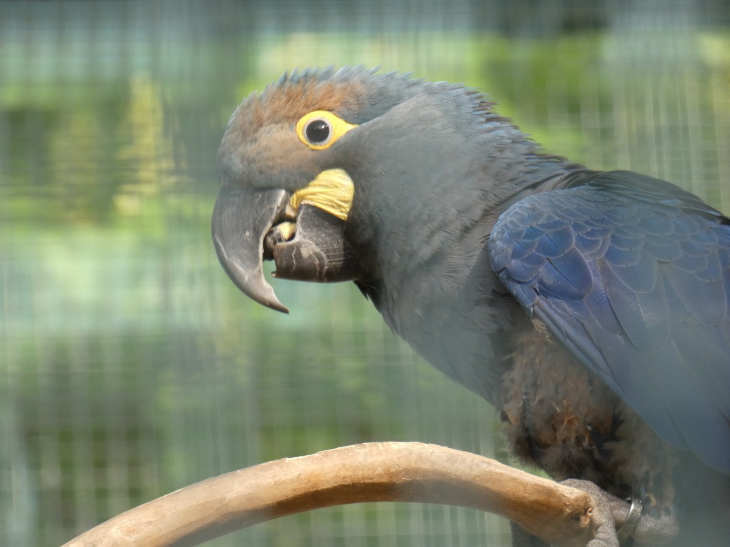 Lear's Macaw