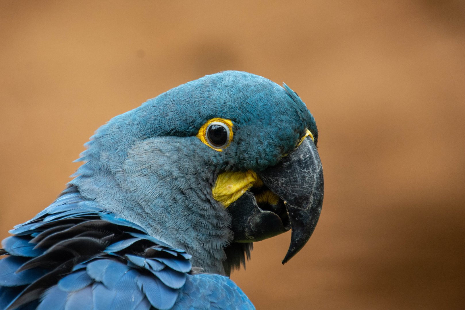 Lear's Macaw