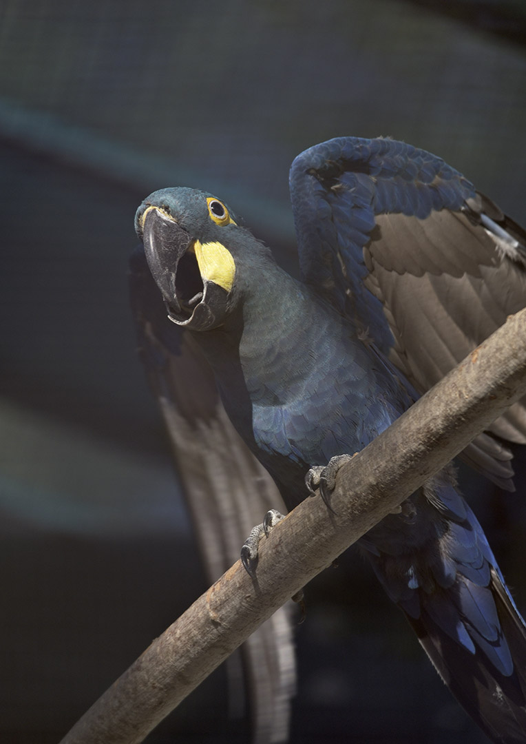 Lear's macaw