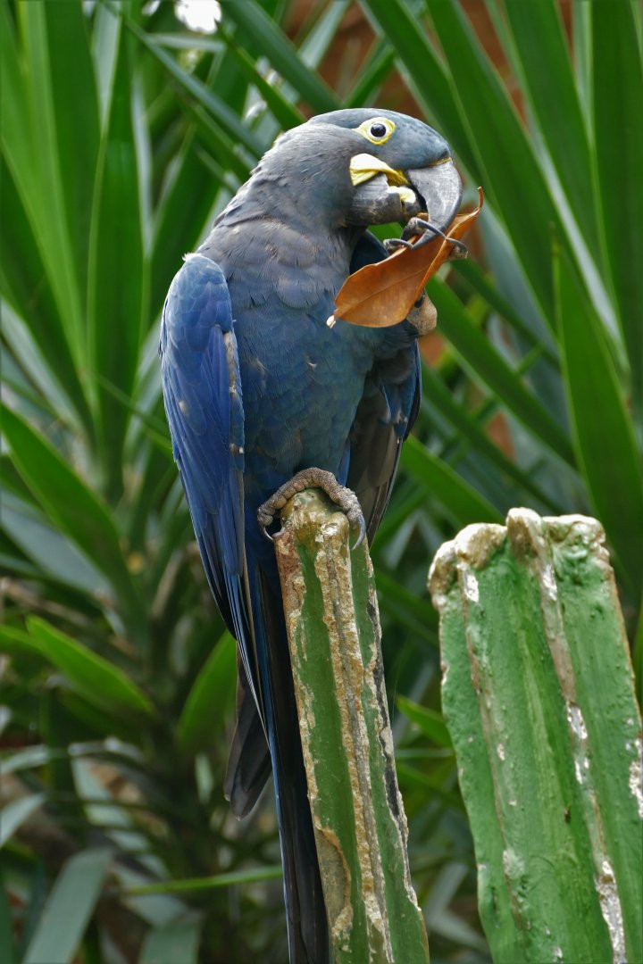Lear's macaw