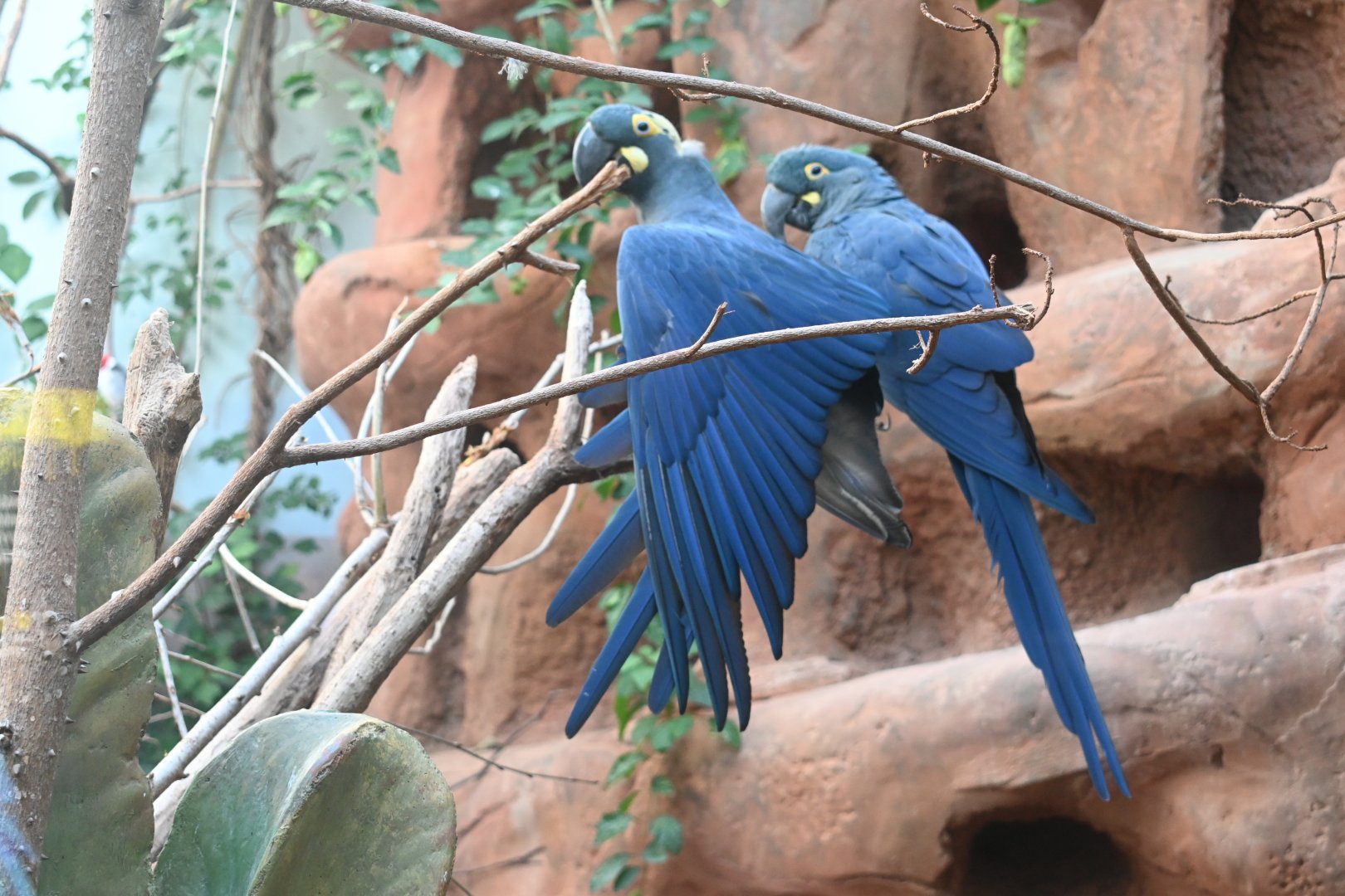 Lear's Macaw