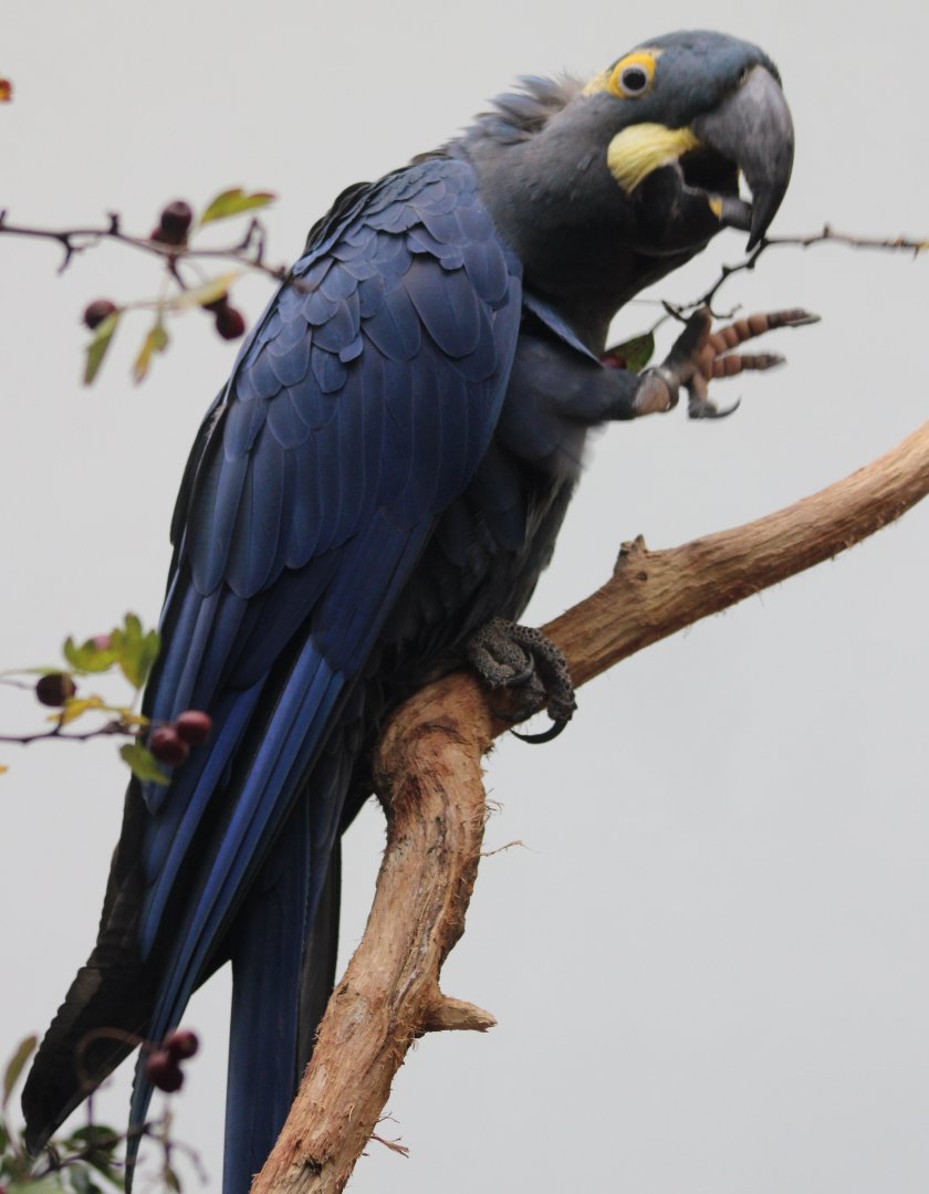 Lear's macaw
