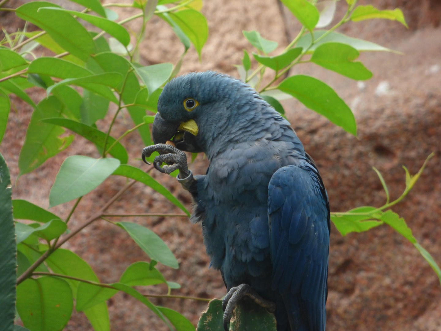 Lear’s Macaw