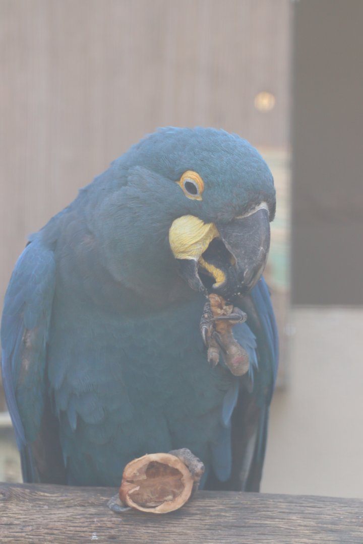 Lear's Macaw