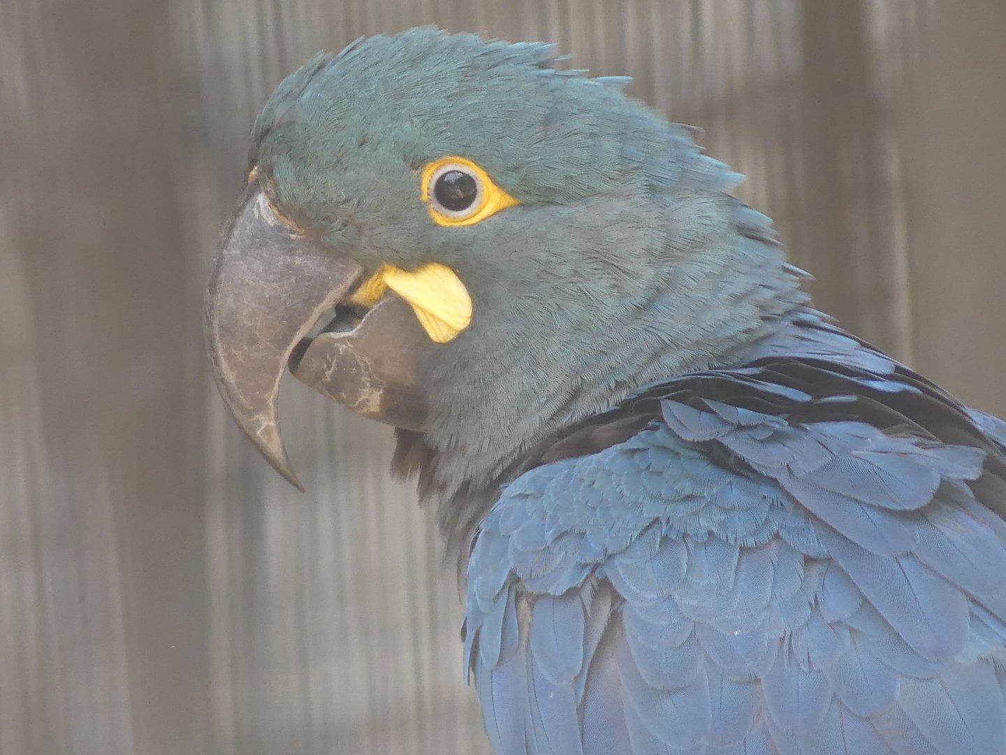Lear's Macaw