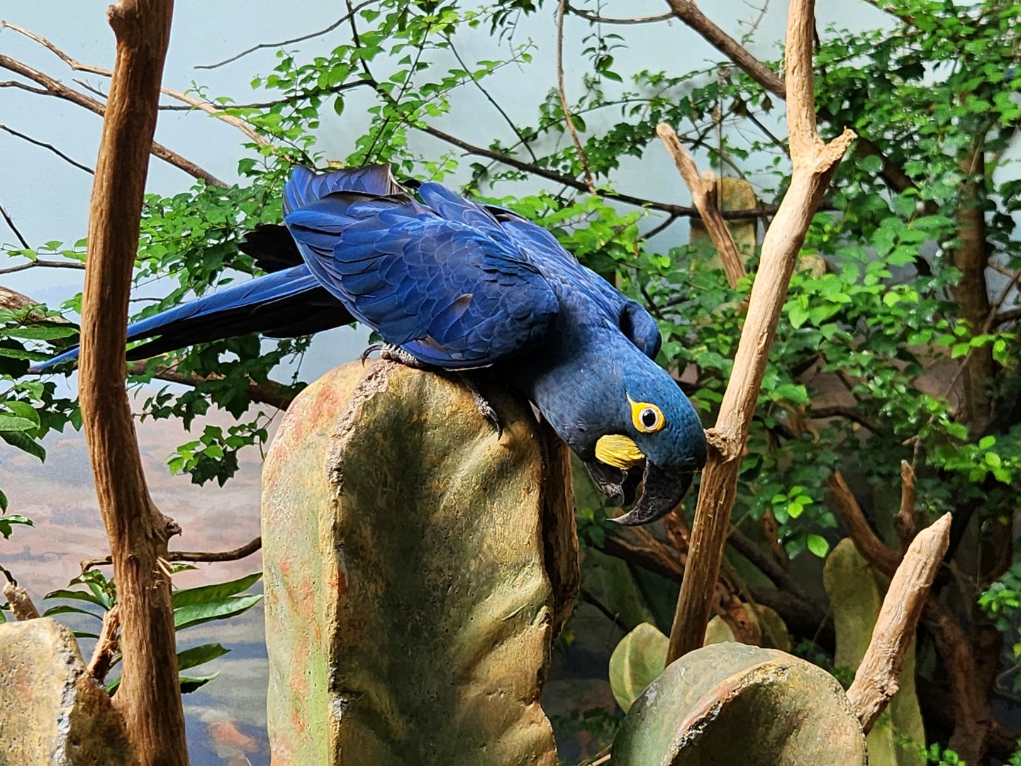 Lears Macaw
