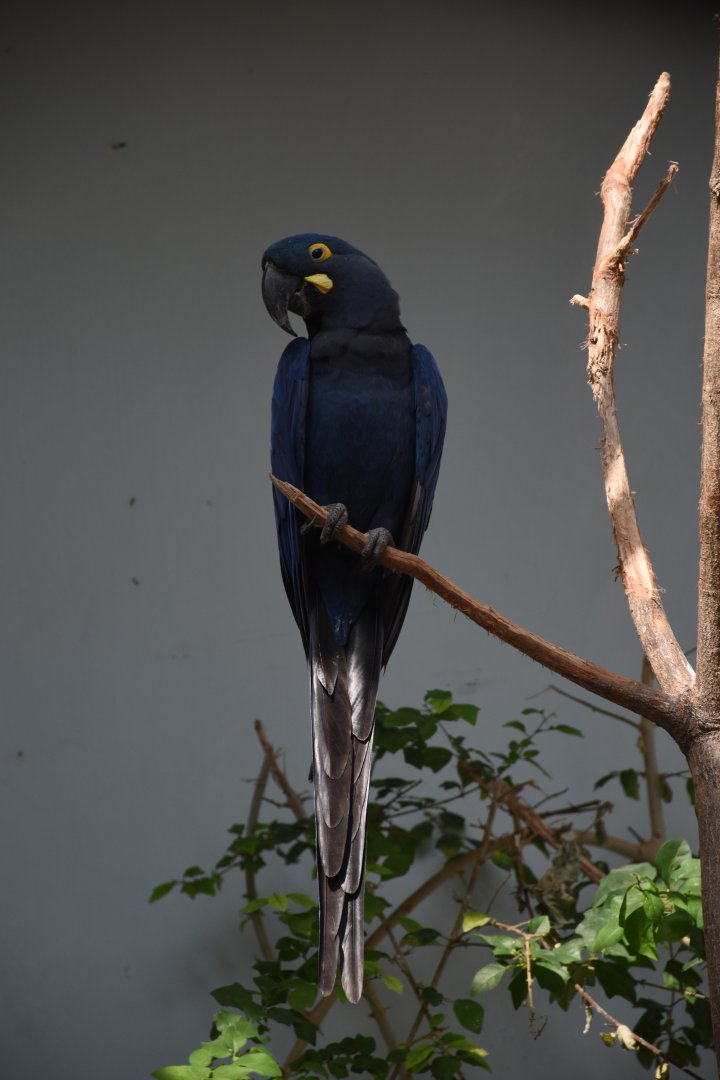 Lear's macaw