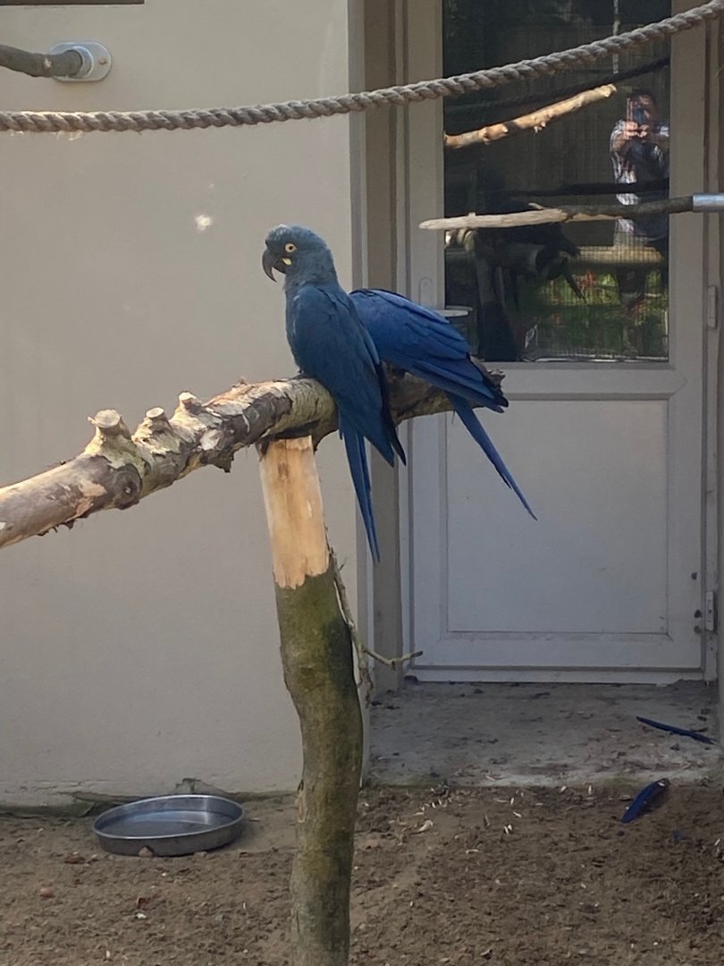 Lear’s macaws 081023