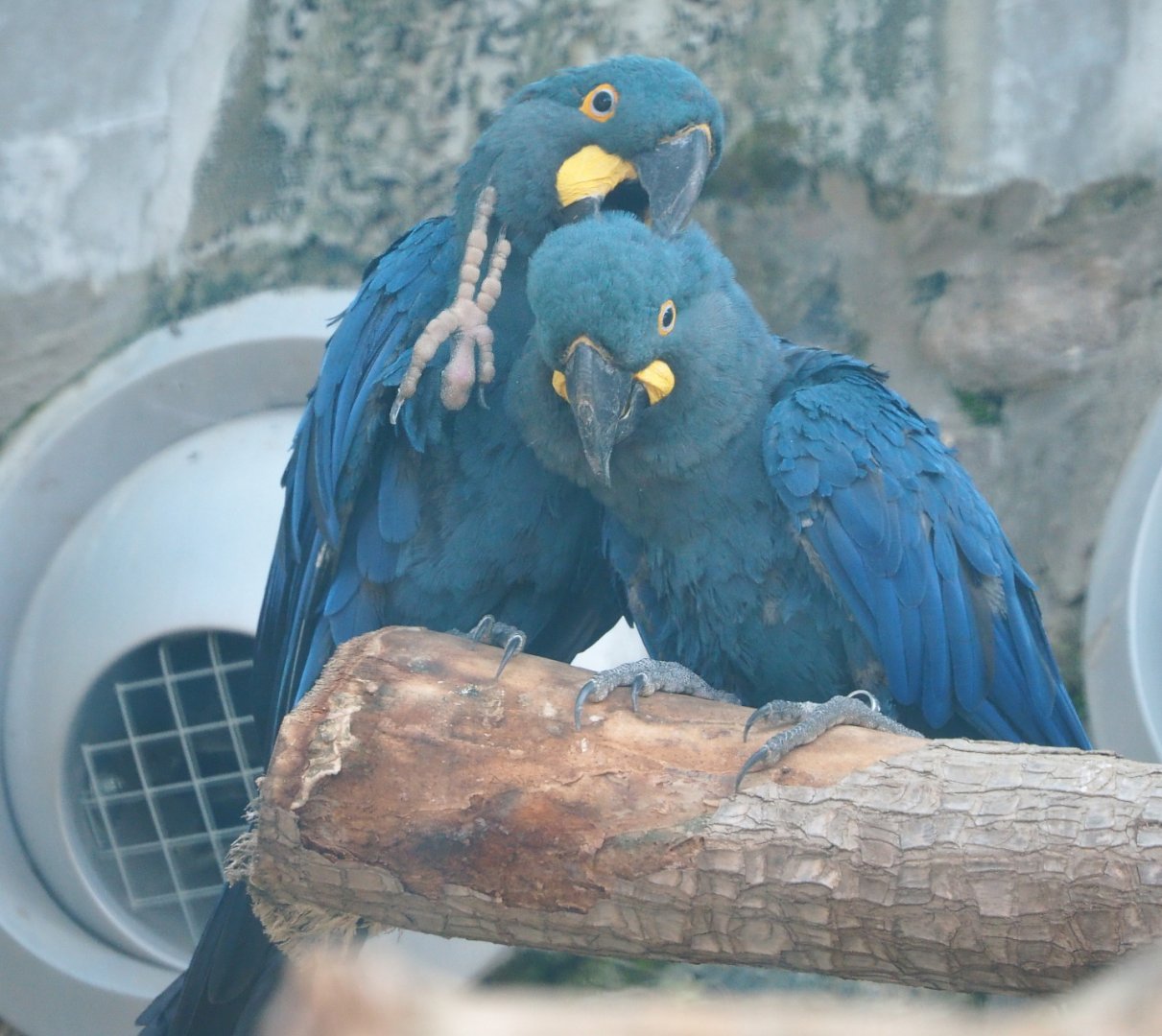 Lear's macaws (Anodorhynchus leari), 2021-09-02
