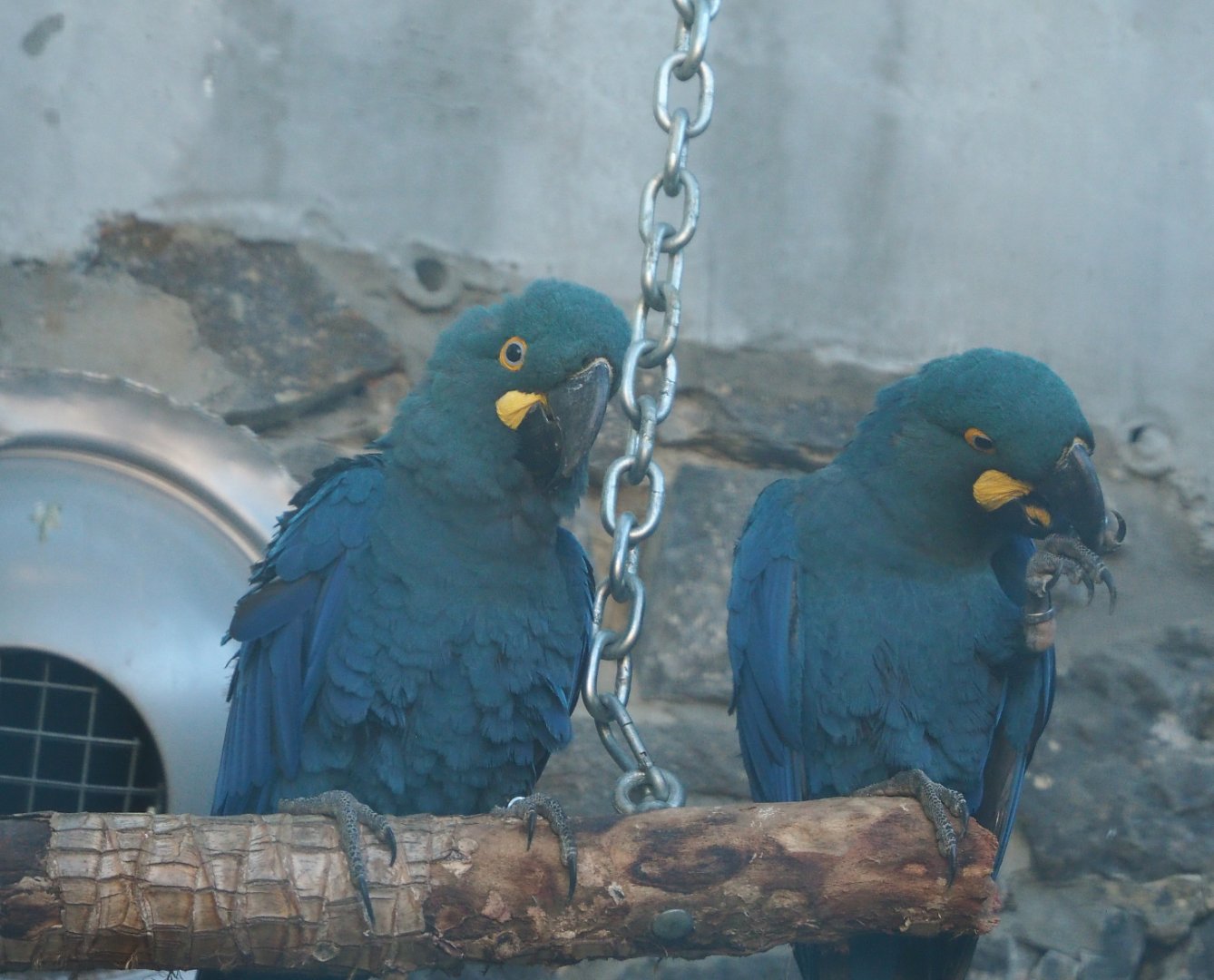 Lear's macaws (Anodorhynchus leari), 2022-06-28