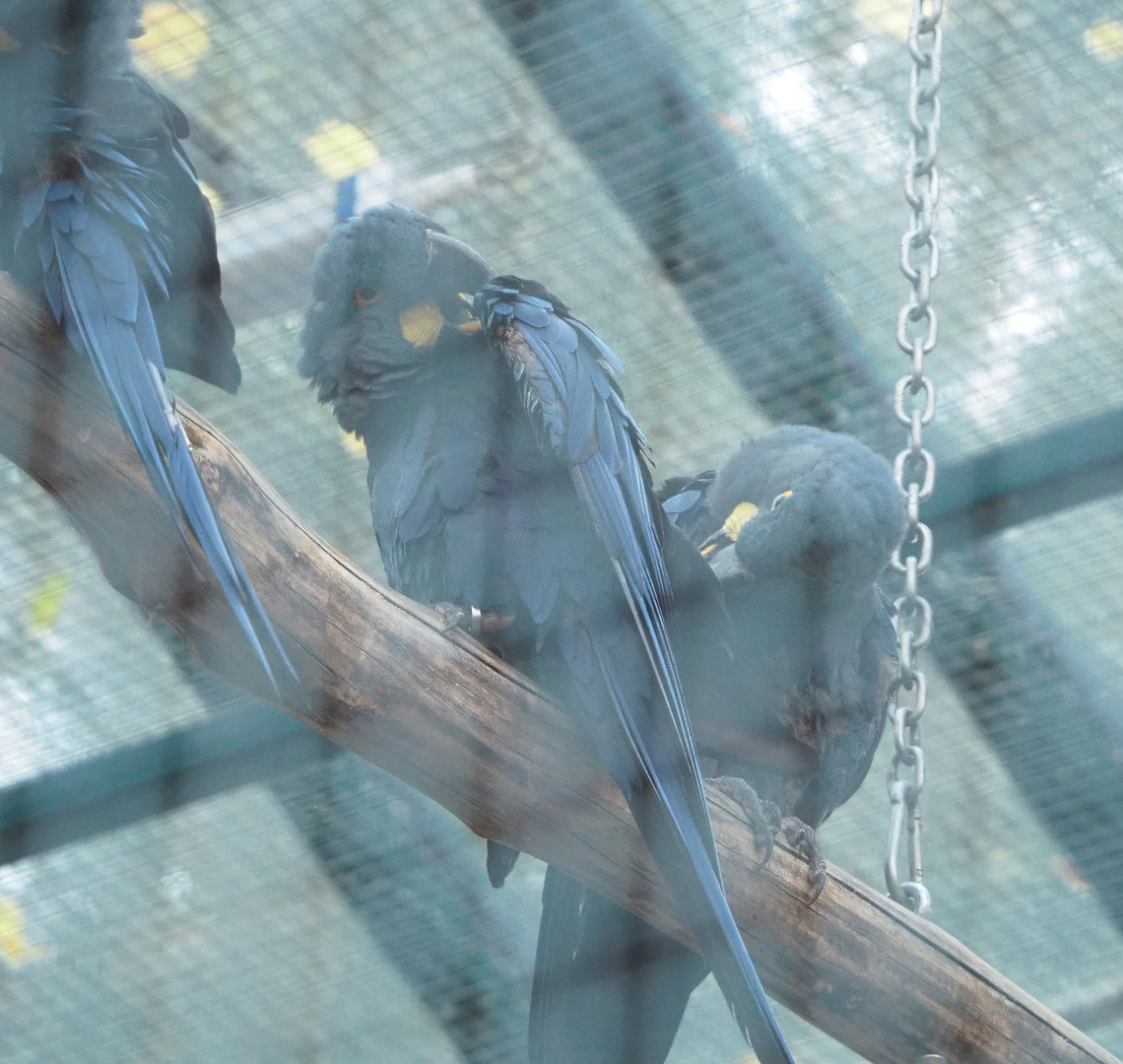 Lear's macaws (Anodorhynchus leari), 2022-09-14