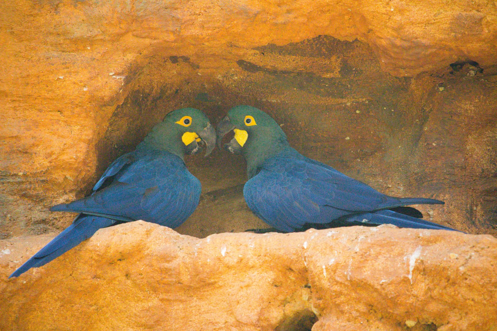 Lear's Macaws (Anodorhynchus leari)- Old Photo, 2018