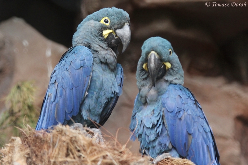 Lear's Macaws (Anodorhynchus leari), September 2016