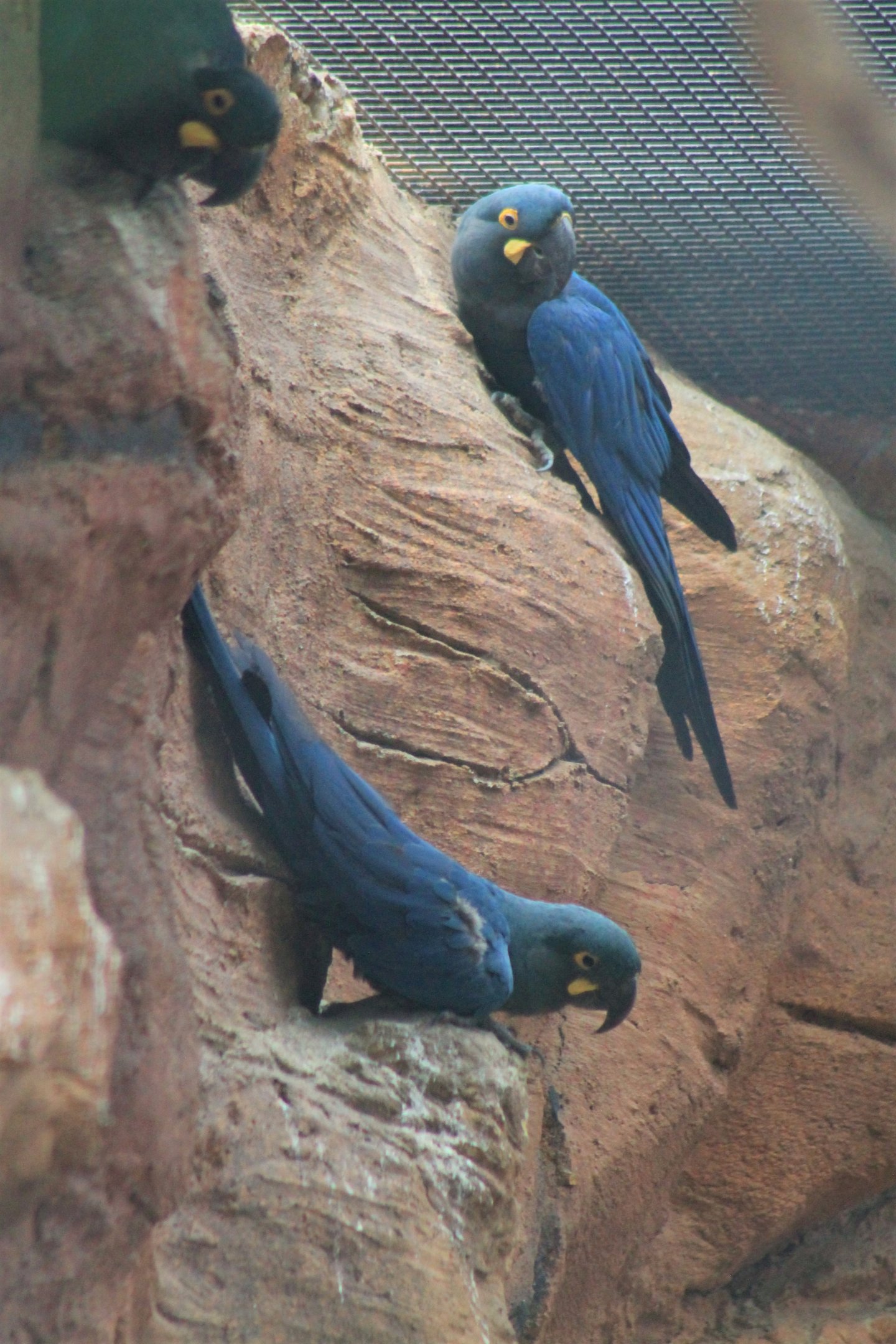 Lear's Macaws (Anodorhynchus leari)