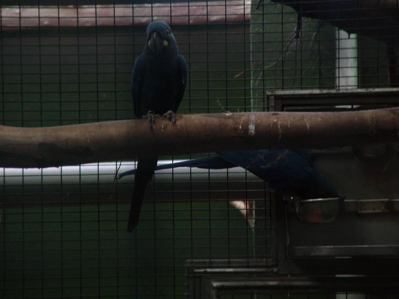Lear's Macaws at Loro Parque, 08/11/10
