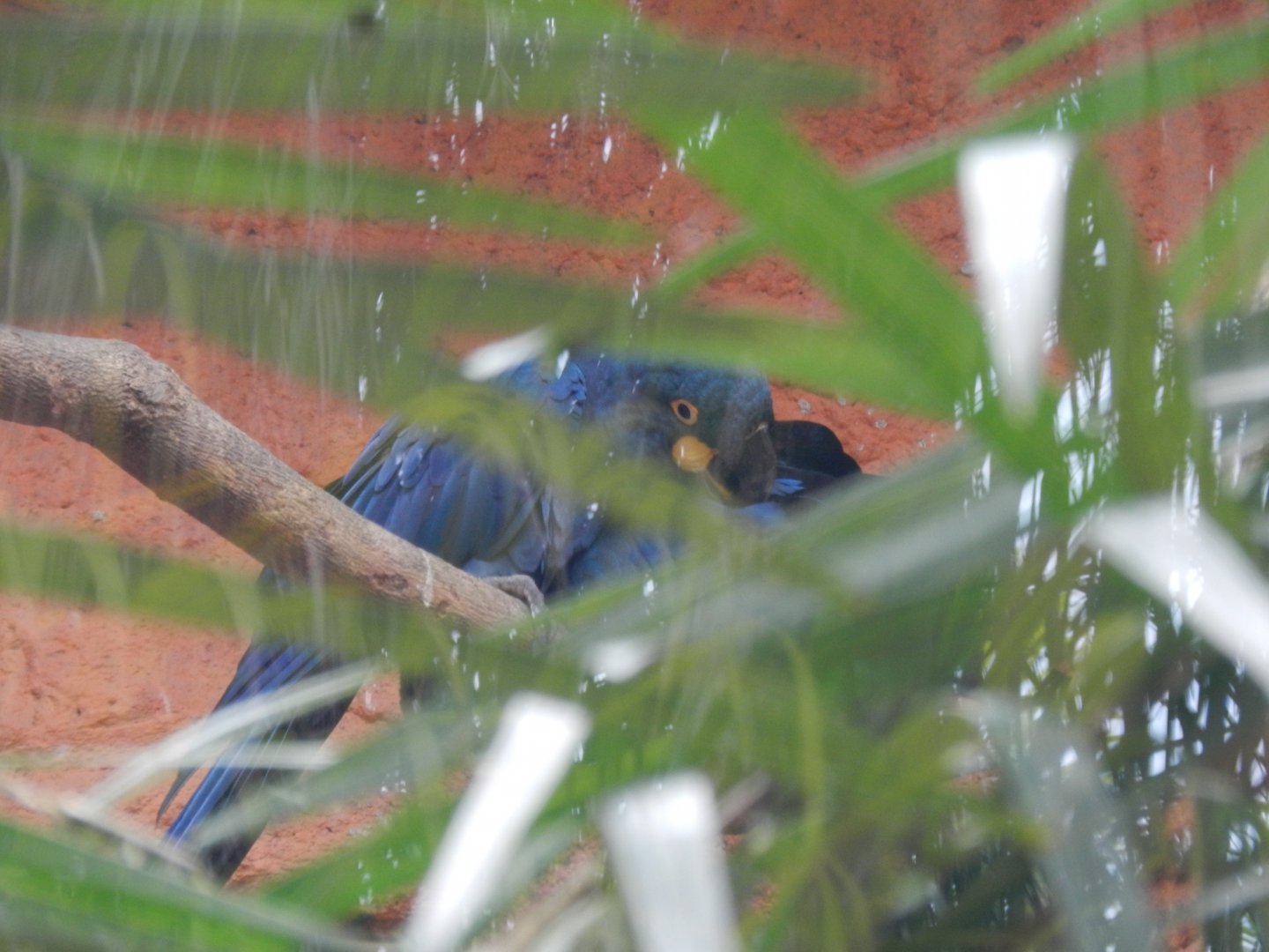 Lear's macaws - BioParque do Rio