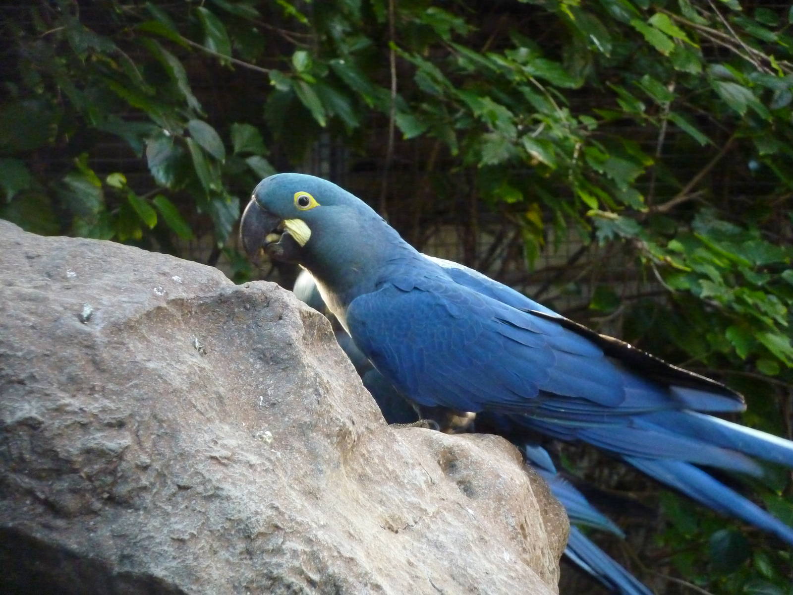 Lear's macaws, December 2012