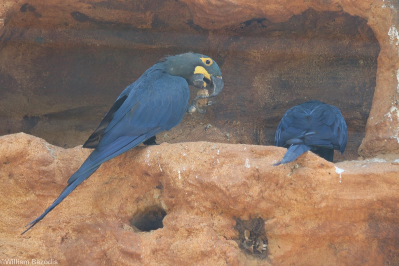 Lear's Macaws