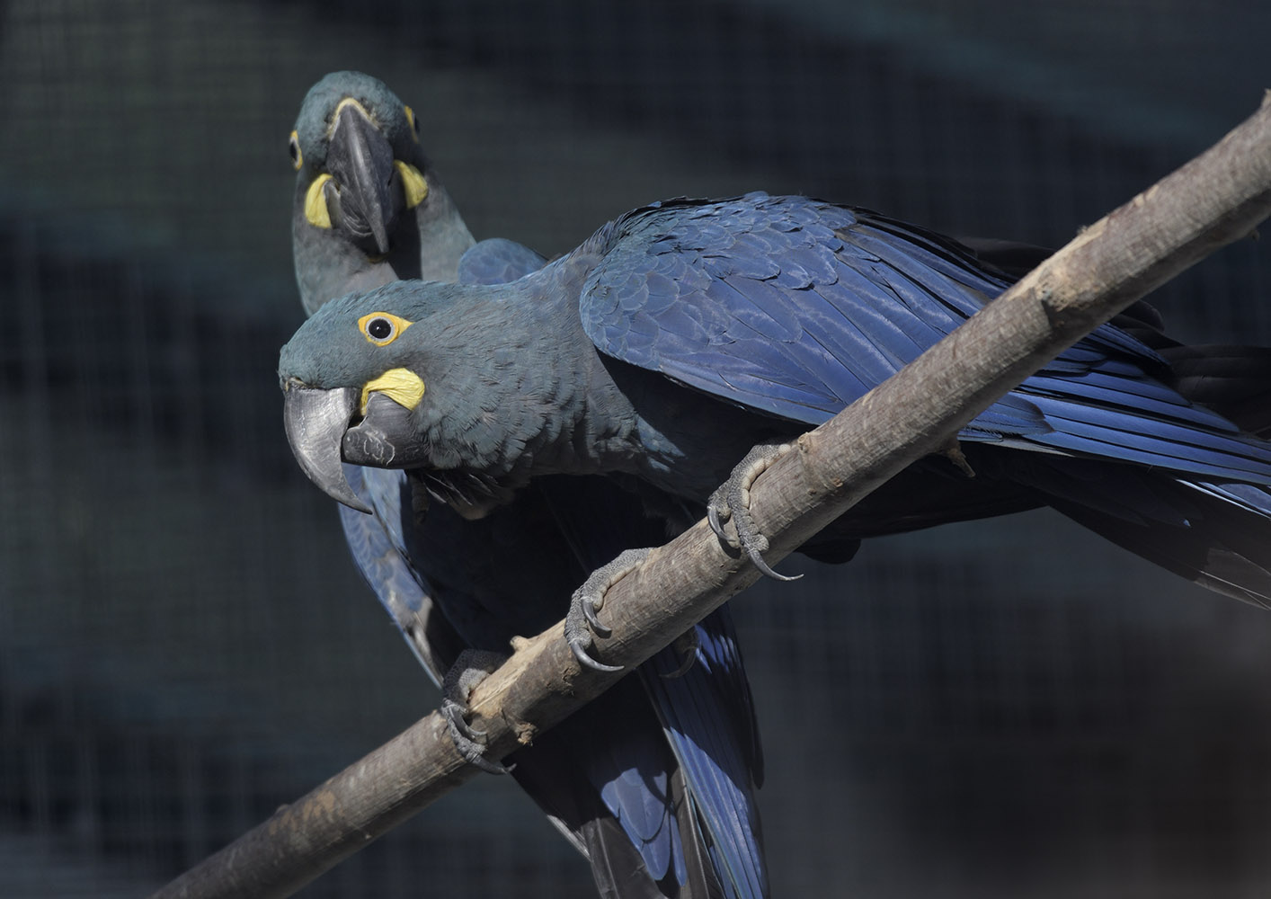 Lear's macaws