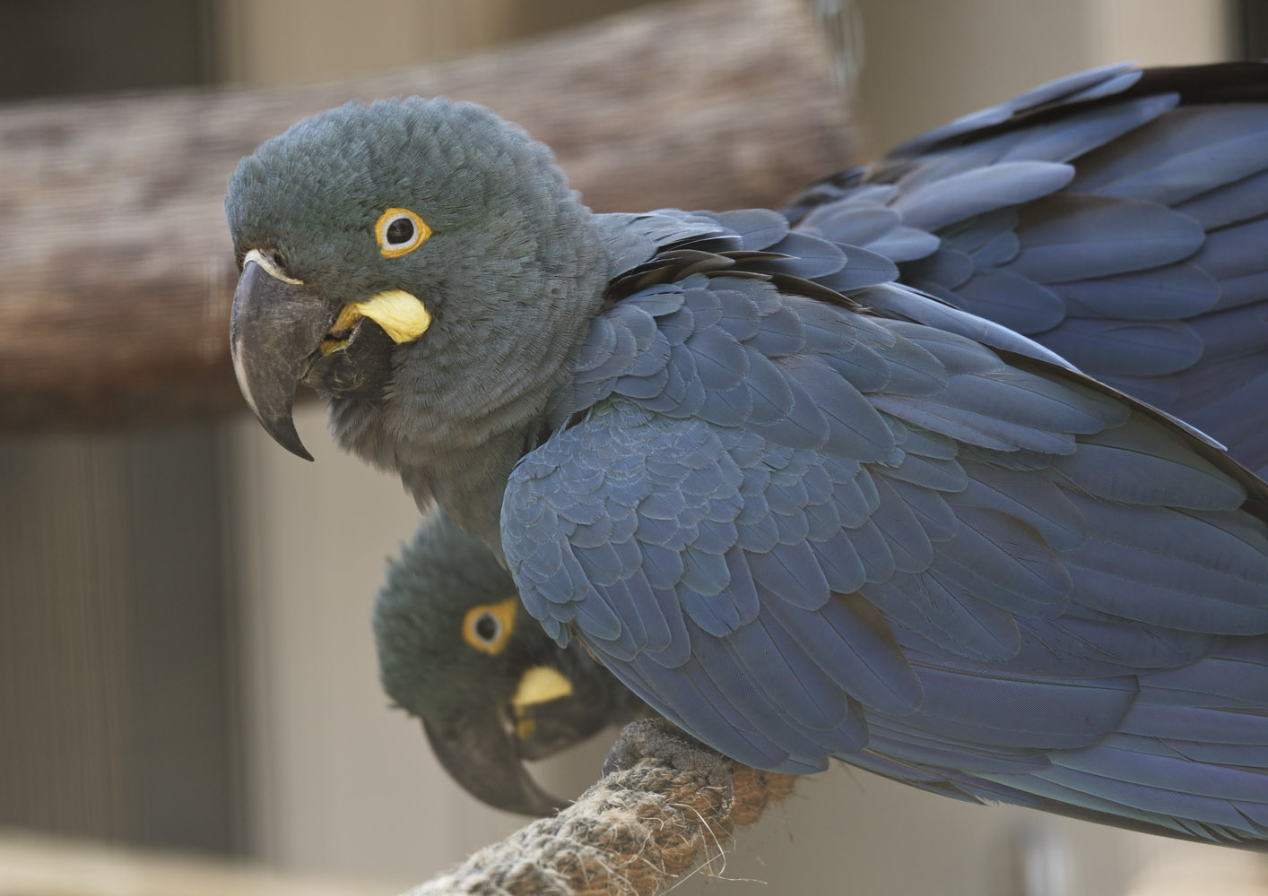 Lear's macaws