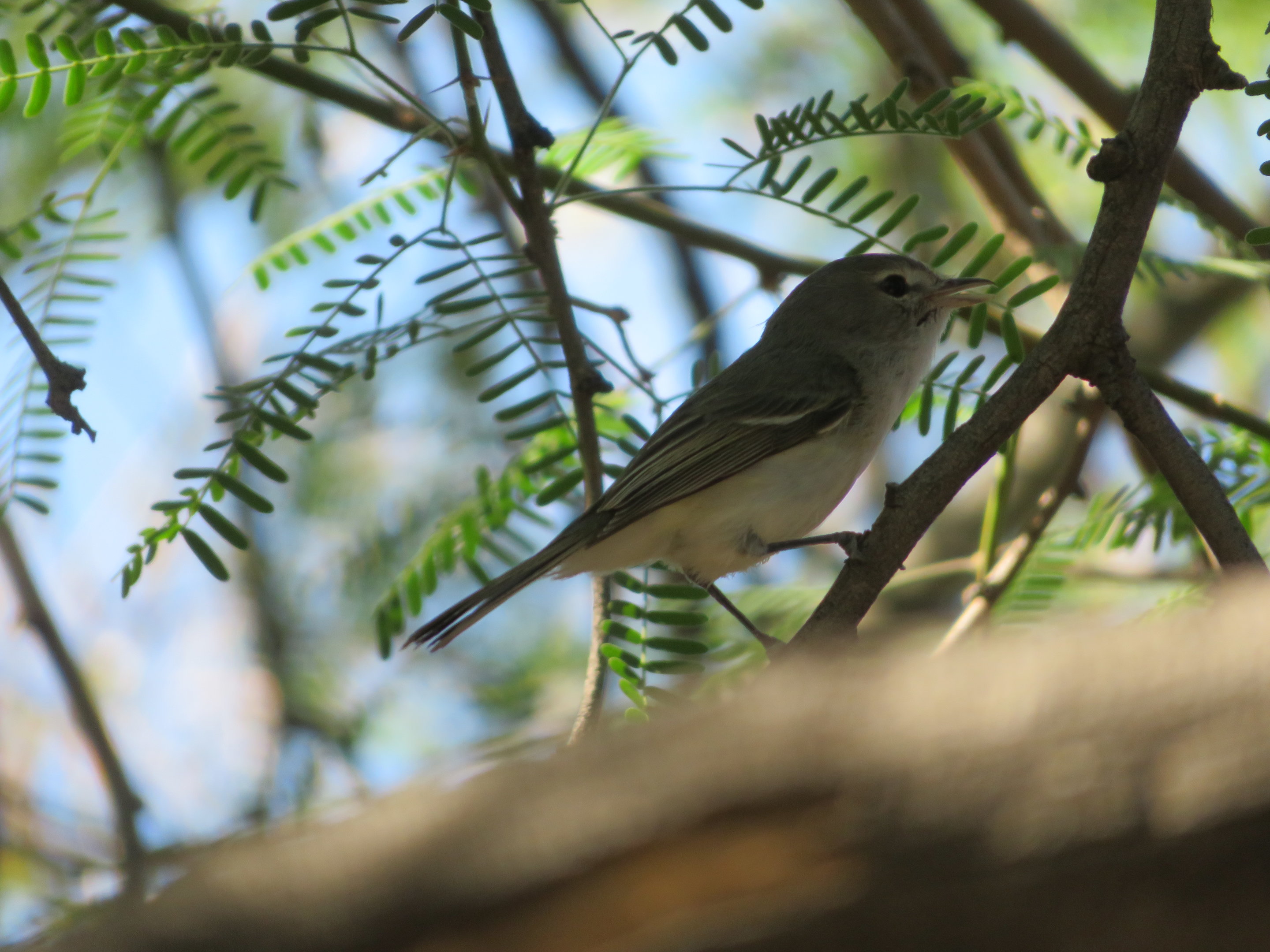 Least Bell's Vireo