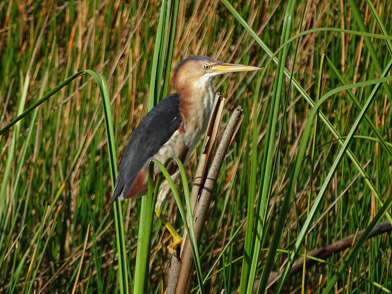 Least bittern (Ixobrychus exilis)