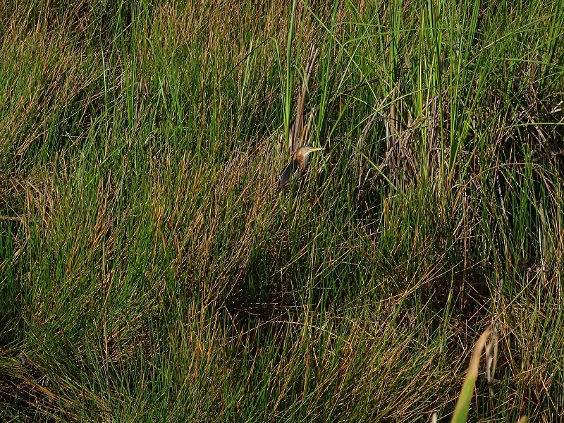 Least bittern (Ixobrychus exilis)