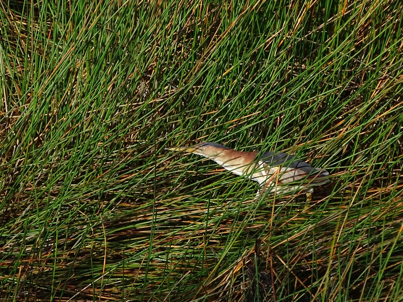 Least bittern (Ixobrychus exilis)