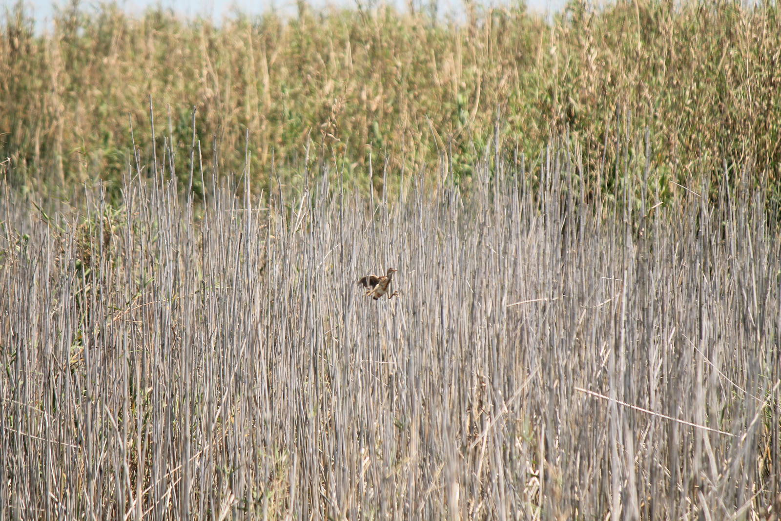 Least Bittern