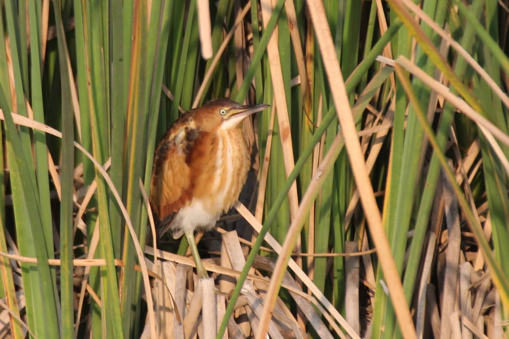 Least Bittern