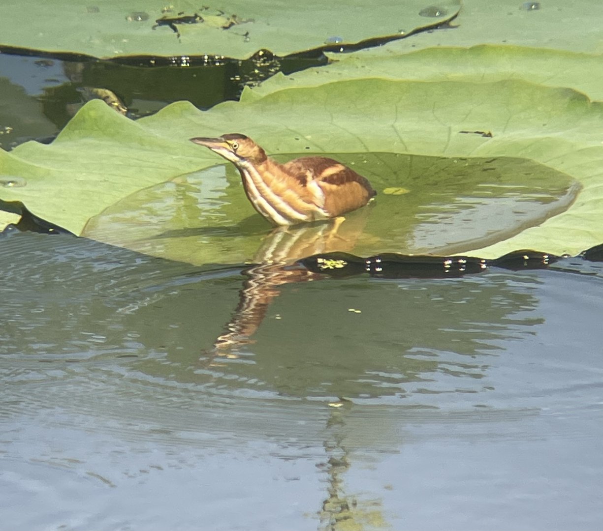 Least Bittern