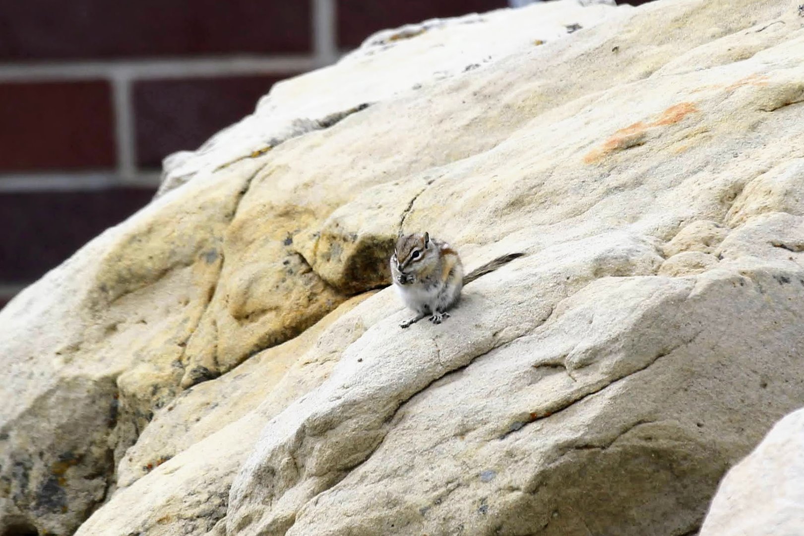 Least Chipmunk (Neotamias minimus minimus)