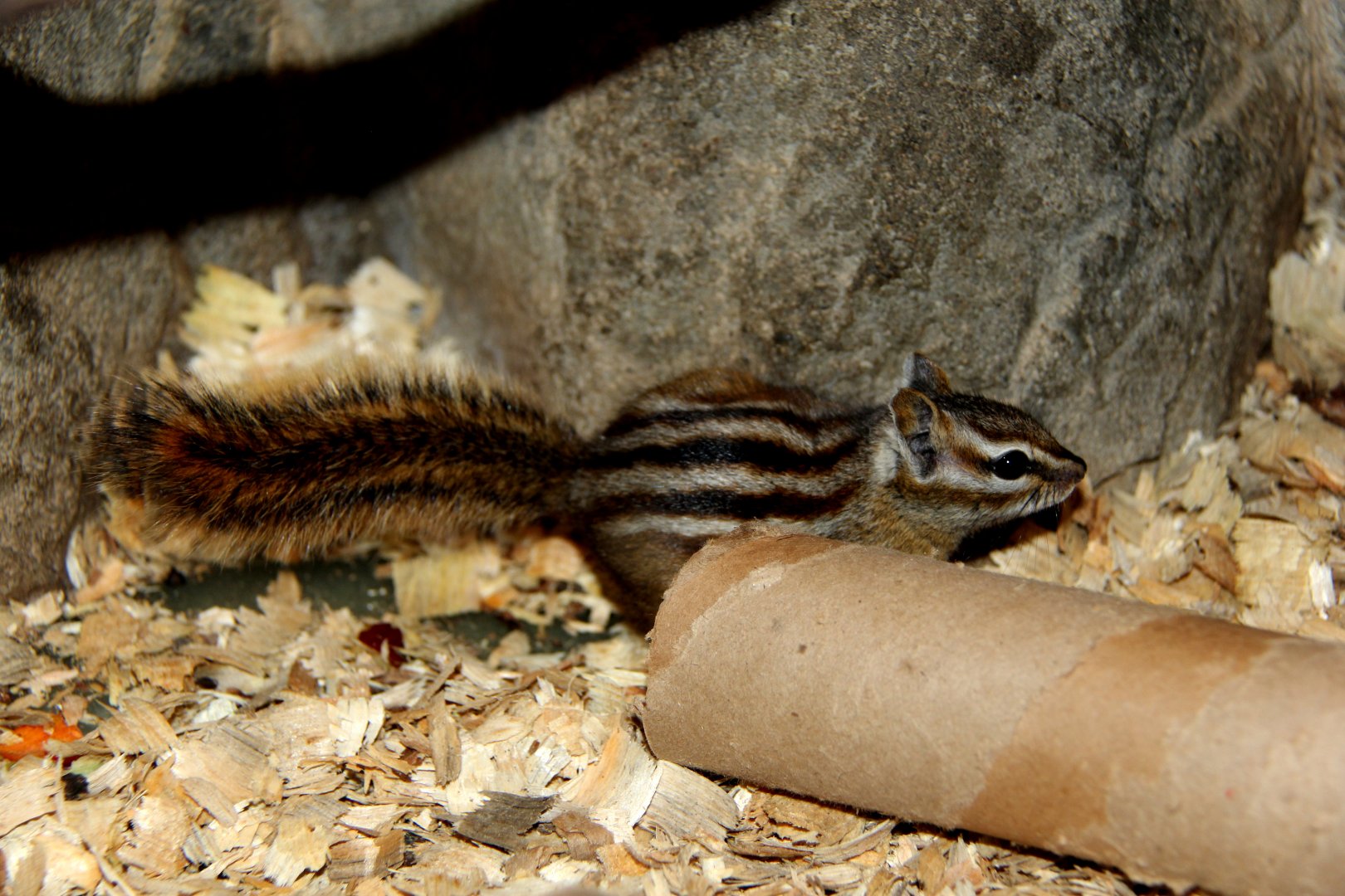 least chipmunk (Neotamias minimus)