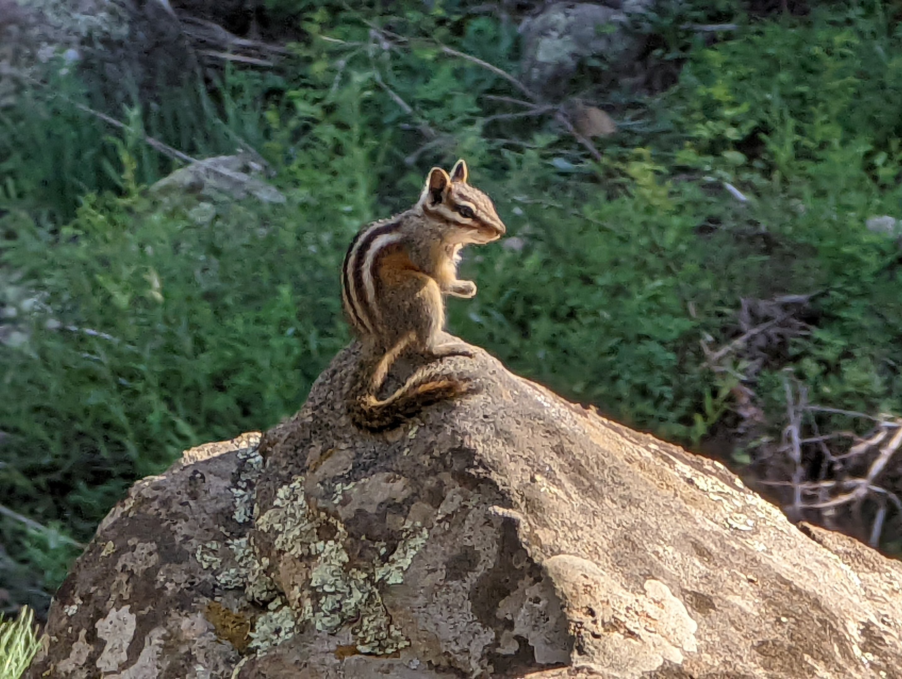Least chipmunk (Neotamias minimus)