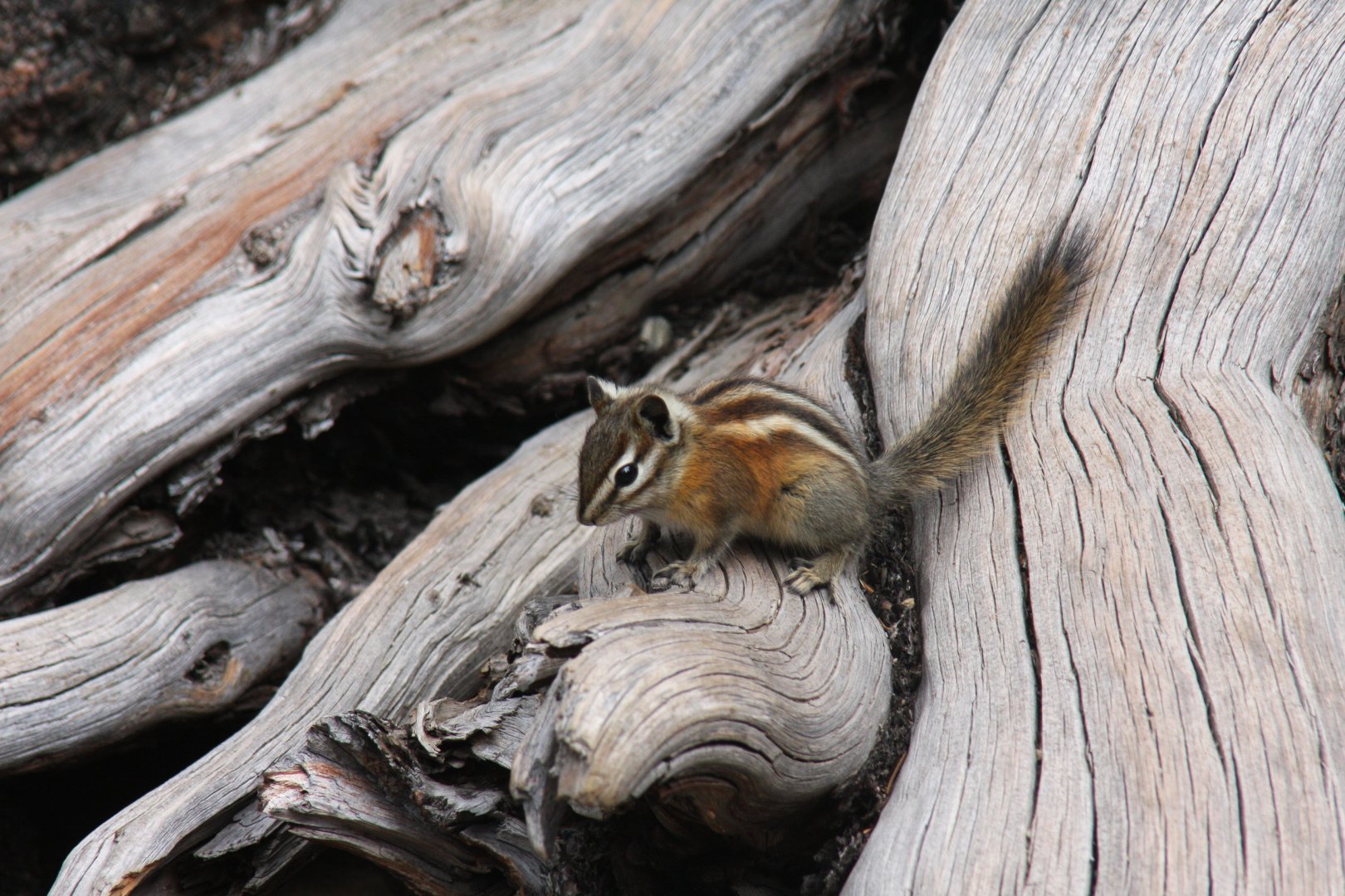 least chipmunk (Tamias minimus) @ Rocky Mountain NP 2011