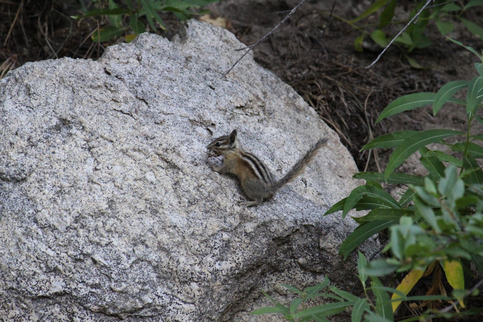 Least Chipmunk