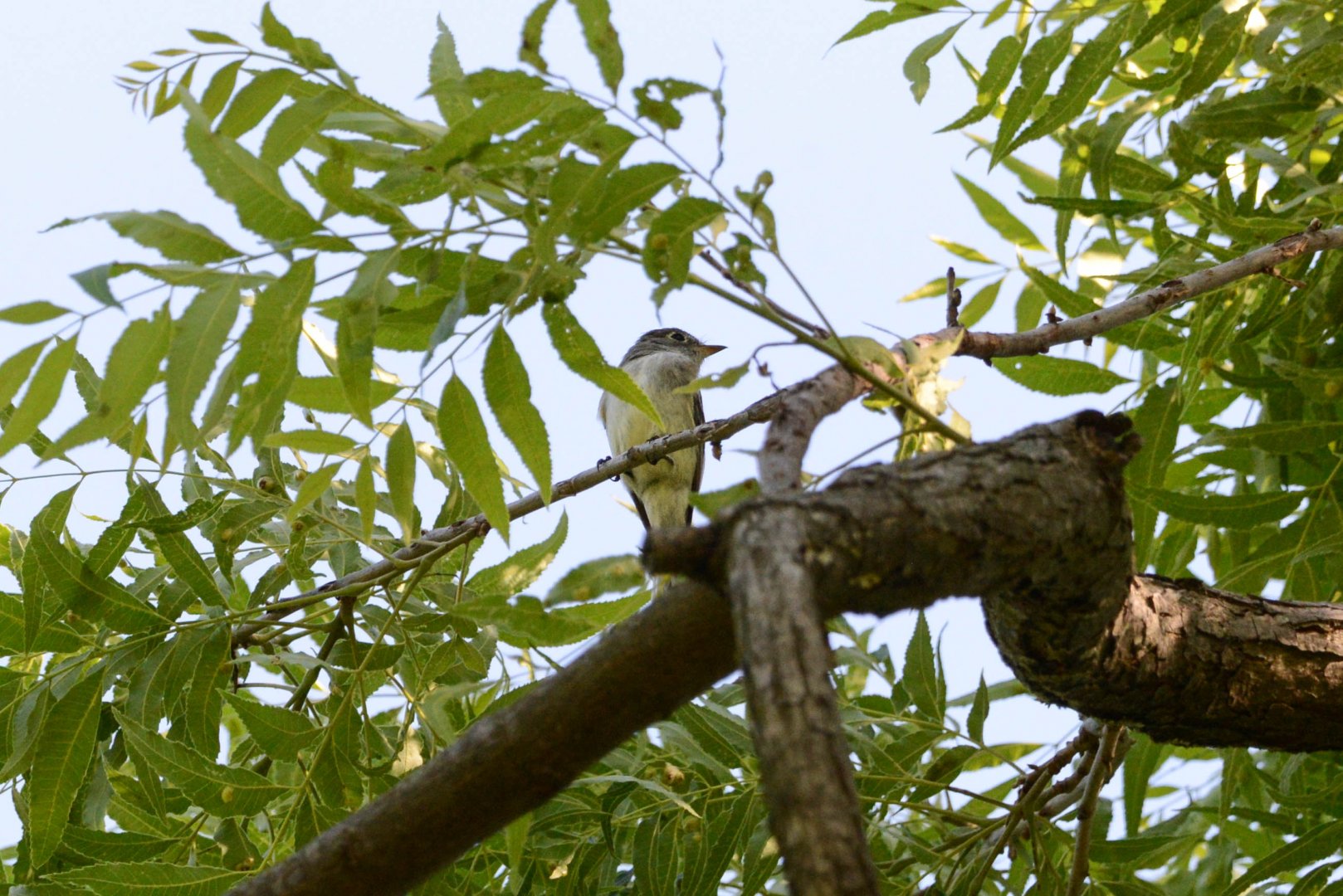 Least Flycatcher- Empidonax minimus