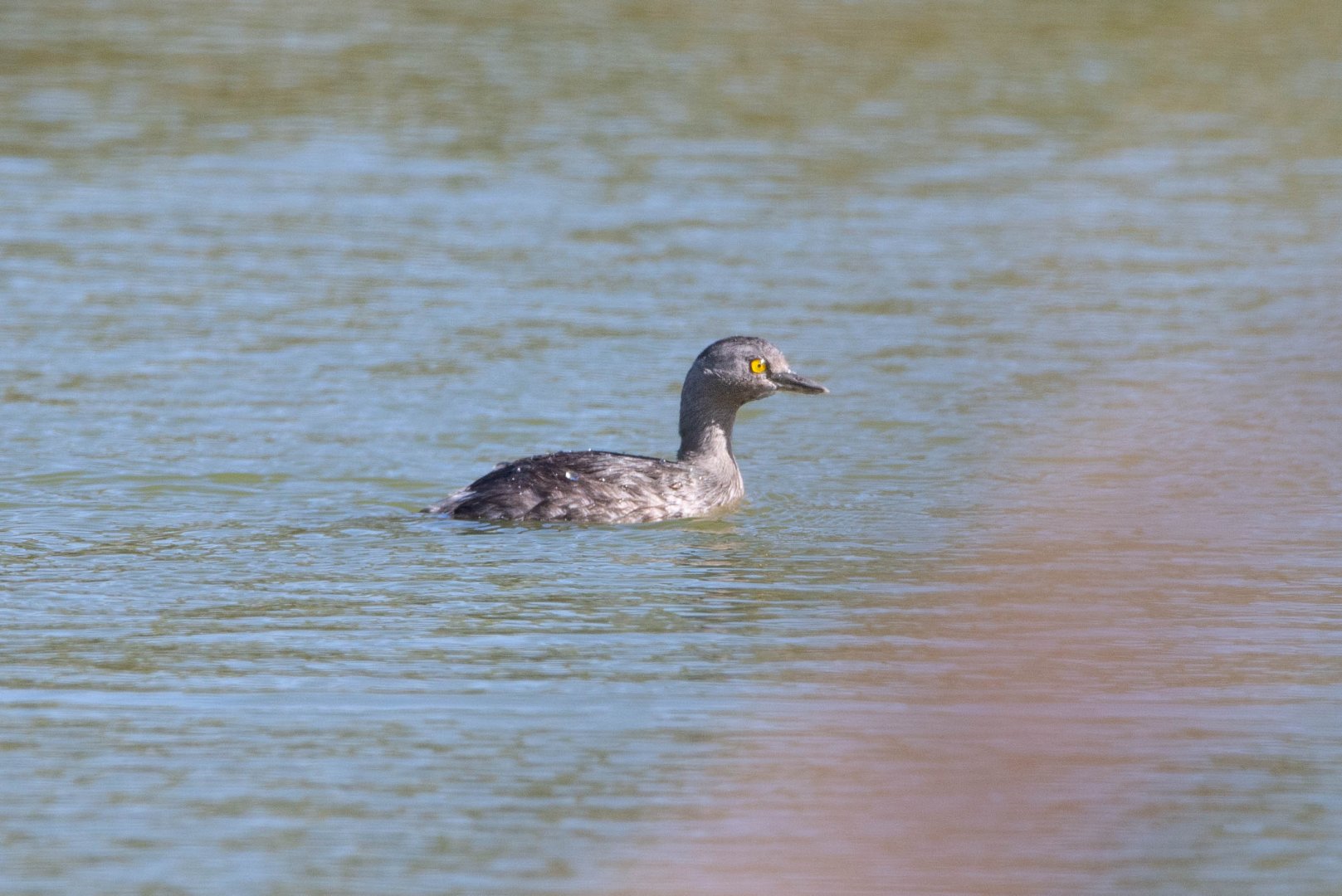Least Grebe- (Tachybaptus dominicus brachypterus)