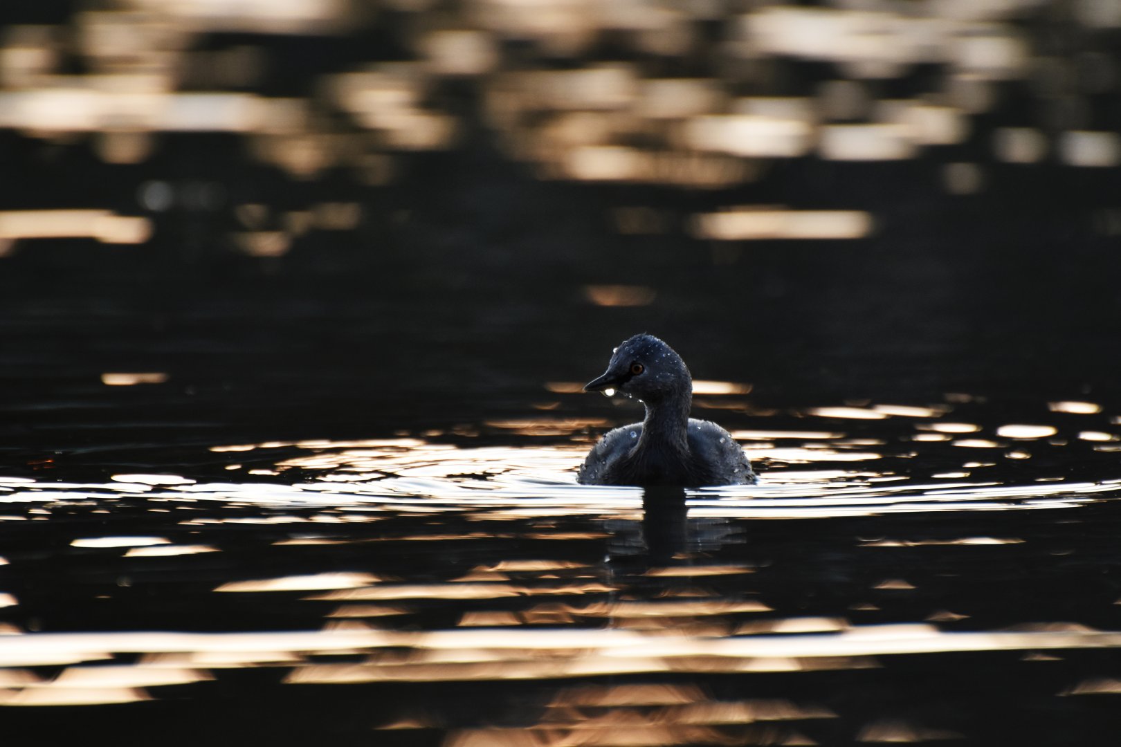 Least Grebe (Tachybaptus dominicus)