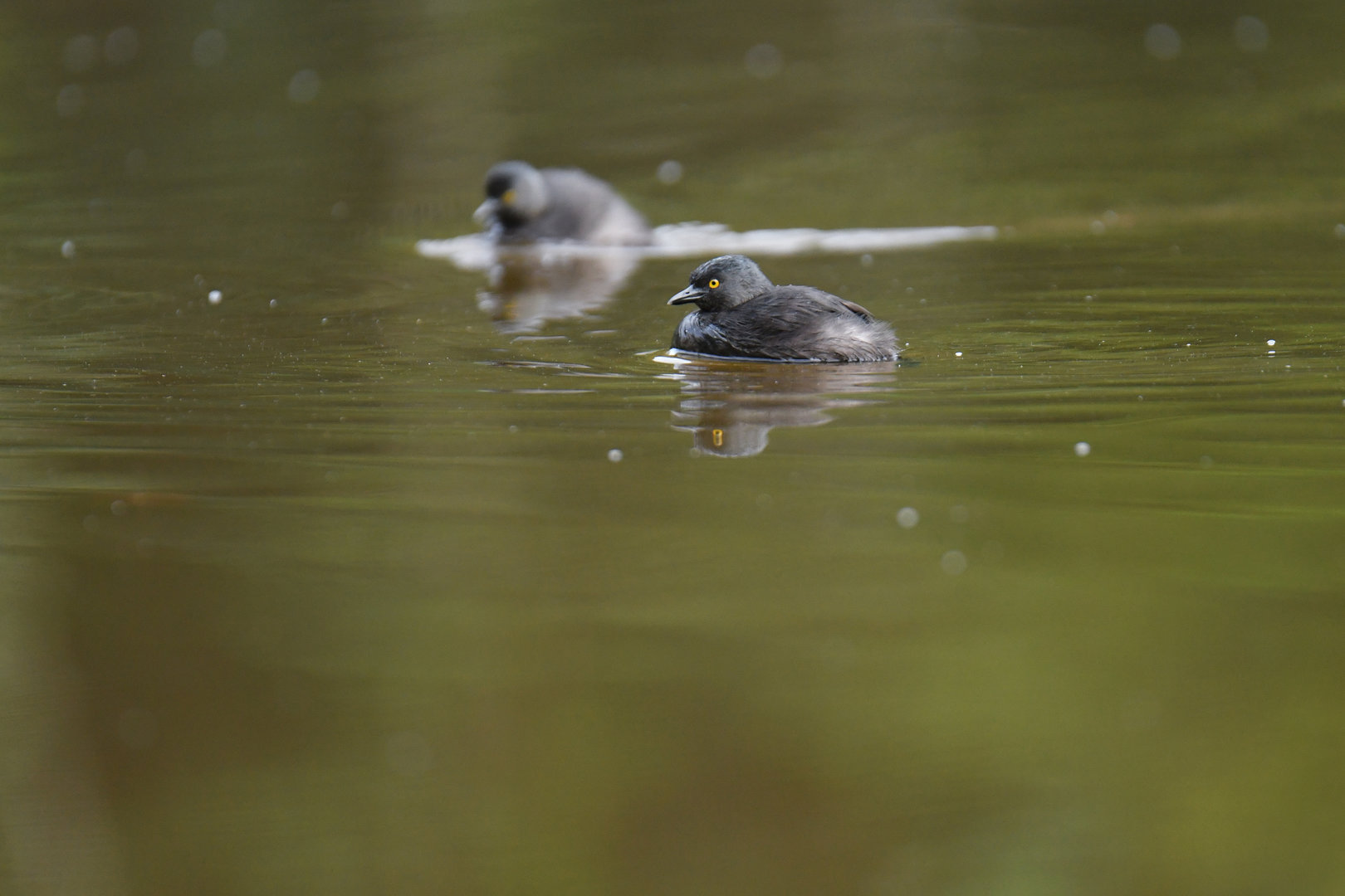 Least Grebe Tachybaptus dominicus