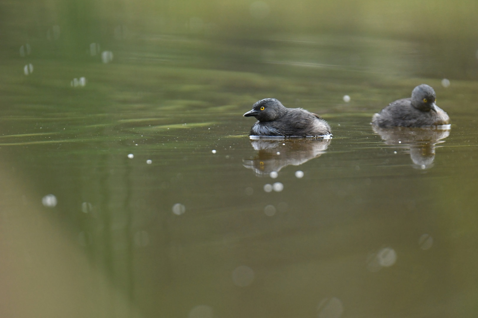 Least Grebe Tachybaptus dominicus